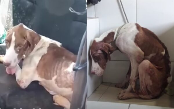 Un destello de esperanza: El viaje milagroso de un cachorro abandonado-1