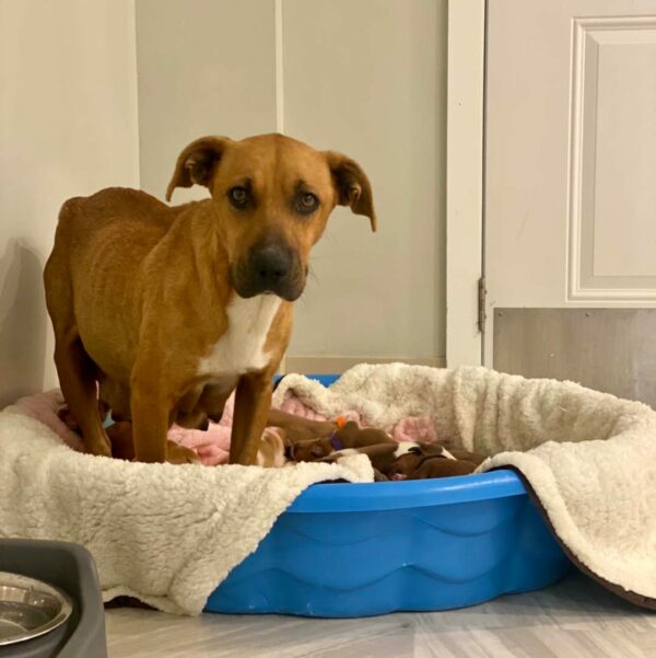 El viaje de una madre: cómo Lovebug y sus cachorros encontraron confianza y amor-1