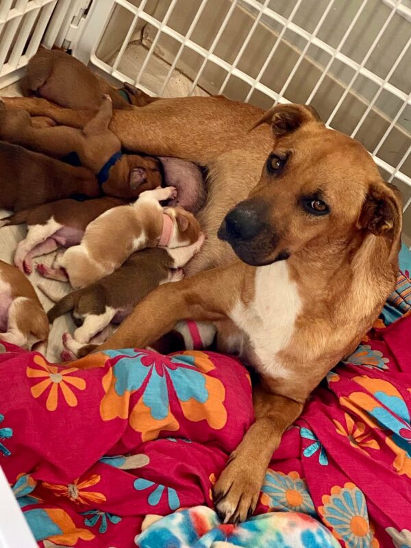 El viaje de una madre: cómo Lovebug y sus cachorros encontraron confianza y amor-2