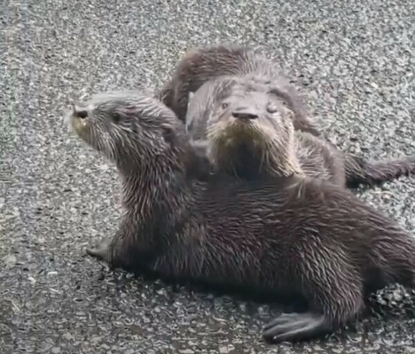 Un descubrimiento impactante: una pareja se detiene para un misterio inesperado en la carretera-2