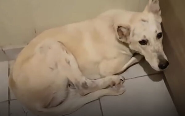 A Turn of Fate: How One Pup's Brush with Death Led to Unbelievable Love-2