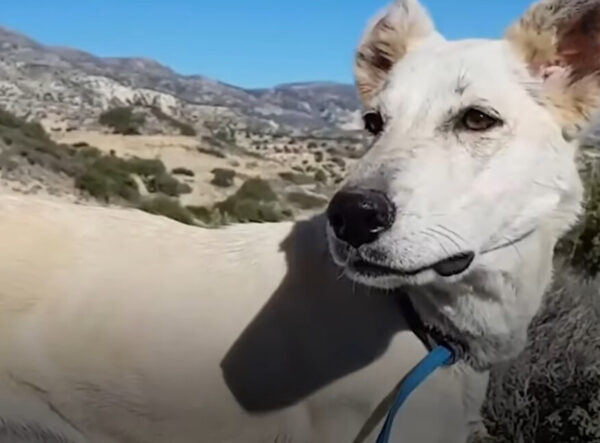 Un giro del destino: cómo el roce de un cachorro con la muerte llevó a un amor increíble-3