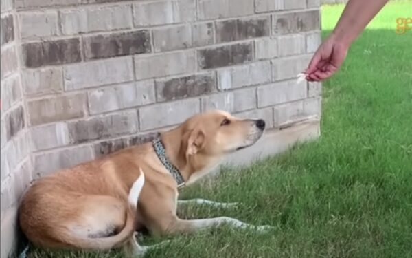 Abandonado después de la tormenta: Cómo Bella, la cachorrita, encontró el amor y un hogar para siempre-2