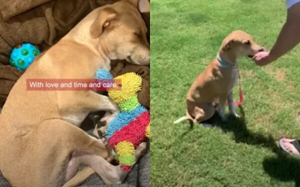 Abandonado después de la tormenta: Cómo Bella, la cachorrita, encontró el amor y un hogar para siempre-3