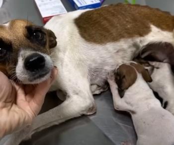 Abandoned Amid Disaster: The Heartrending Survival of a Mother Dog and Her Puppies-2