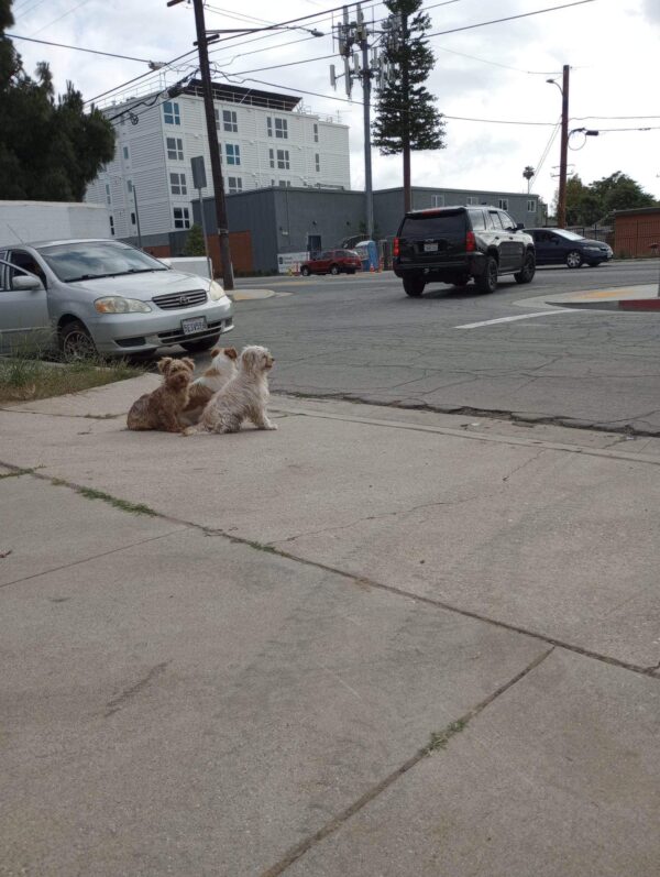 Abandoned Dog Trio Clings to Hope: Their Incredible Rescue Journey-1