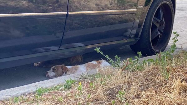 Trío de perros abandonados se aferra a la esperanza: su increíble viaje de rescate-2