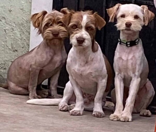 Trío de perros abandonados se aferra a la esperanza: su increíble viaje de rescate-3