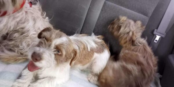 Abandoned Dog Trio Clings to Hope: Their Incredible Rescue Journey-4