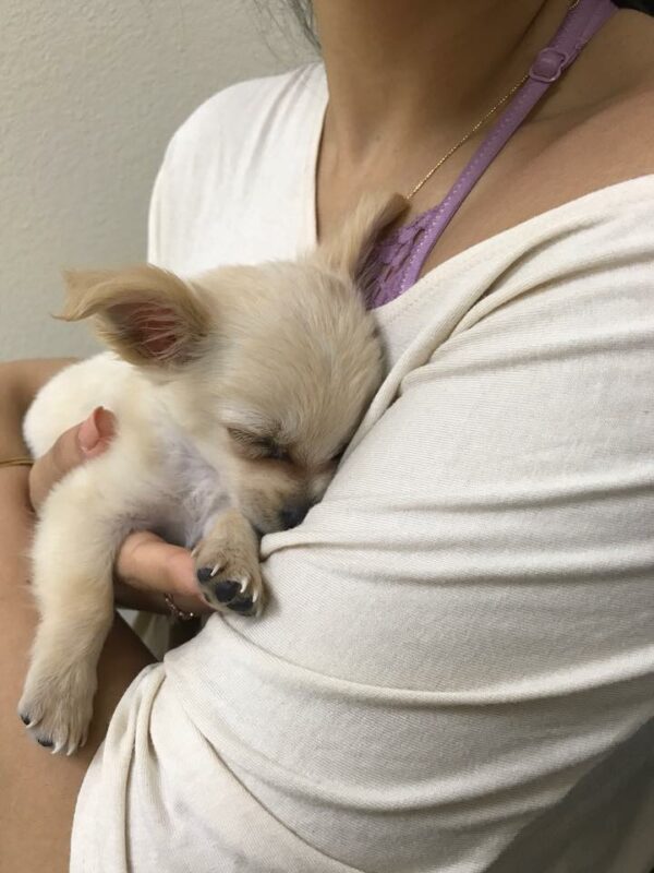 Abandoned Pup Finds Hope: The Tear-Jerking Journey of Chewy the Chihuahua-1