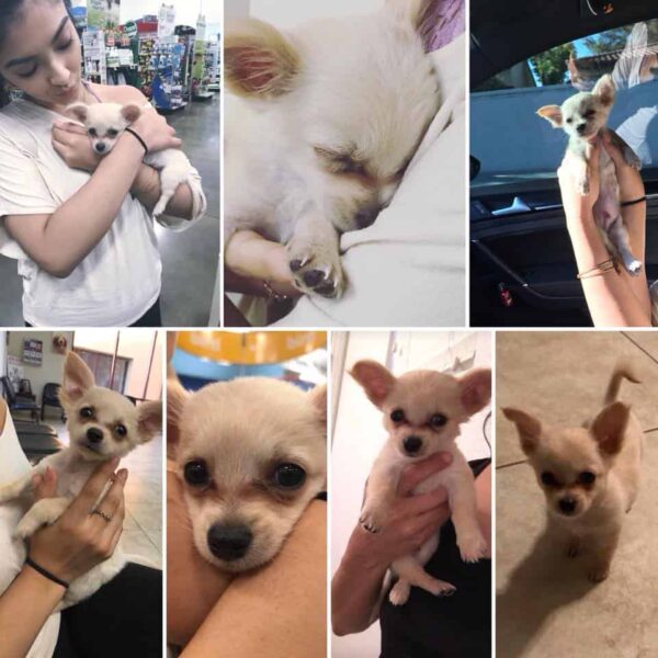 Cachorro abandonado encuentra esperanza: el emocionante viaje de Chewy el chihuahua-3