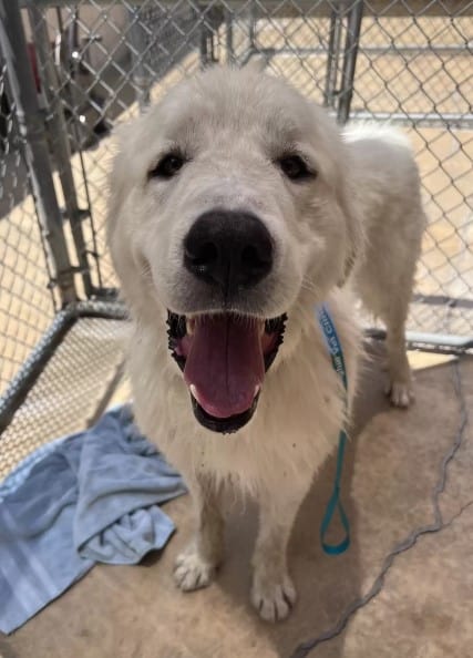 Abandoned Pup Tied to a Fence Clings to Hope as Rescuers Arrive-1