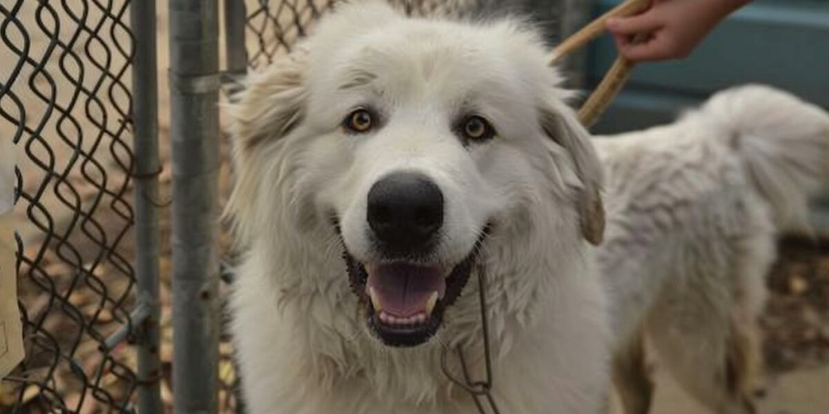 Abandoned Pup Tied to a Fence Clings to Hope as Rescuers Arrive