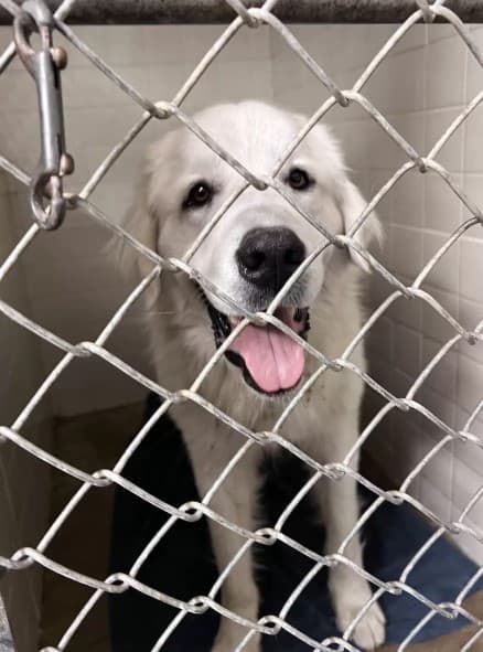 Abandoned Pup Tied to a Fence Clings to Hope as Rescuers Arrive-3