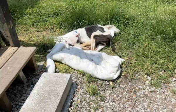 Cachorro abandonado en una parada de autobús rescatado: una historia de esperanza y recuperación-1