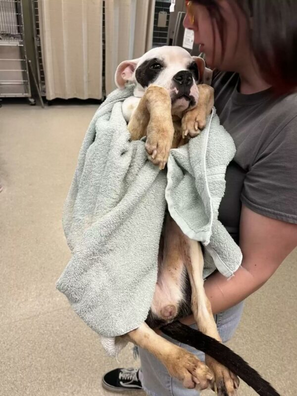 Cachorro abandonado en una parada de autobús rescatado: una historia de esperanza y recuperación-2