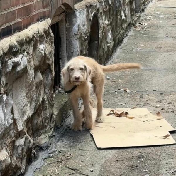 La súplica desesperada de un cachorro abandonado detrás de los arbustos-1