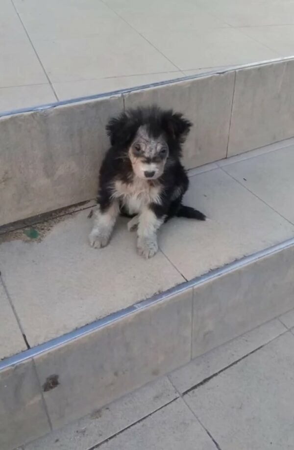 El increíble viaje de un cachorro abandonado desde la desesperación hasta la alegría-1