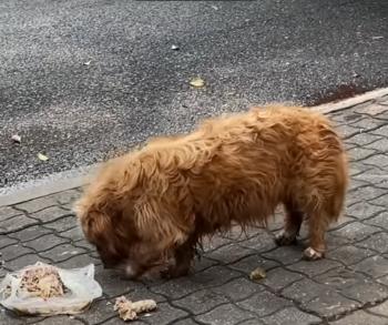 La búsqueda de supervivencia del cachorro abandonado conduce a un refugio inesperado-2