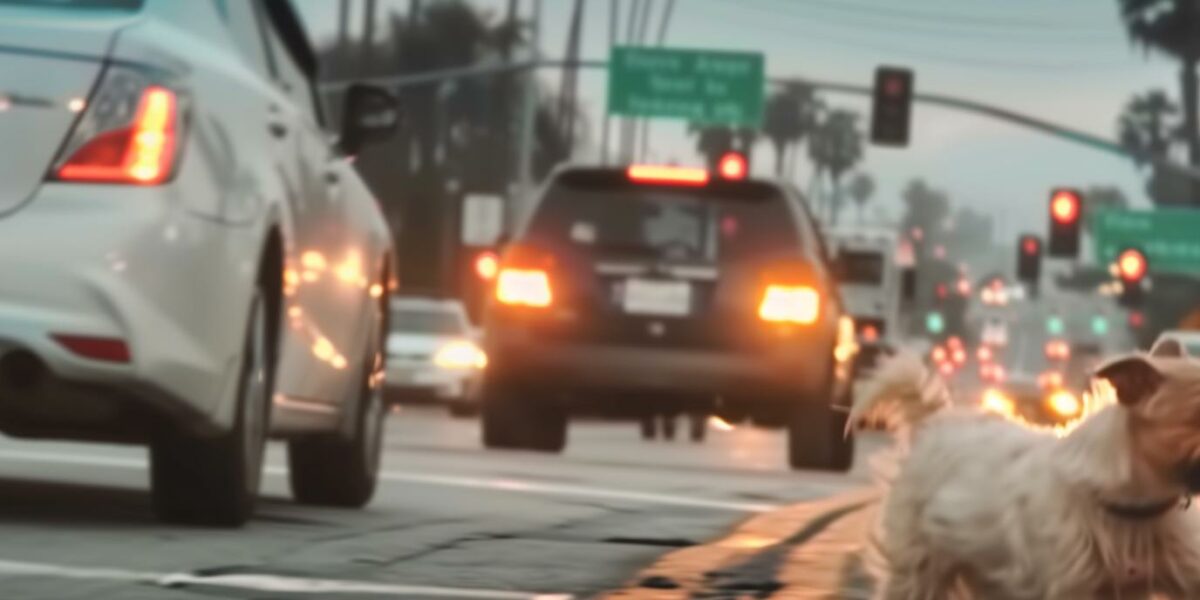 Brave Woman Saves Frightened Pup Left Behind in a Cruel Roadside Act