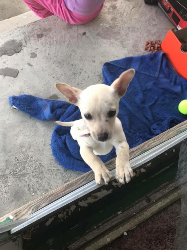 California Teen's Stealthy Rescue of a Stray Puppy Captures Hearts-1