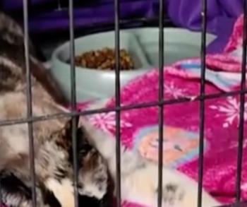 Cat's Incredible Journey in an Amazon Box Ends in Joyful Family Reunion-1