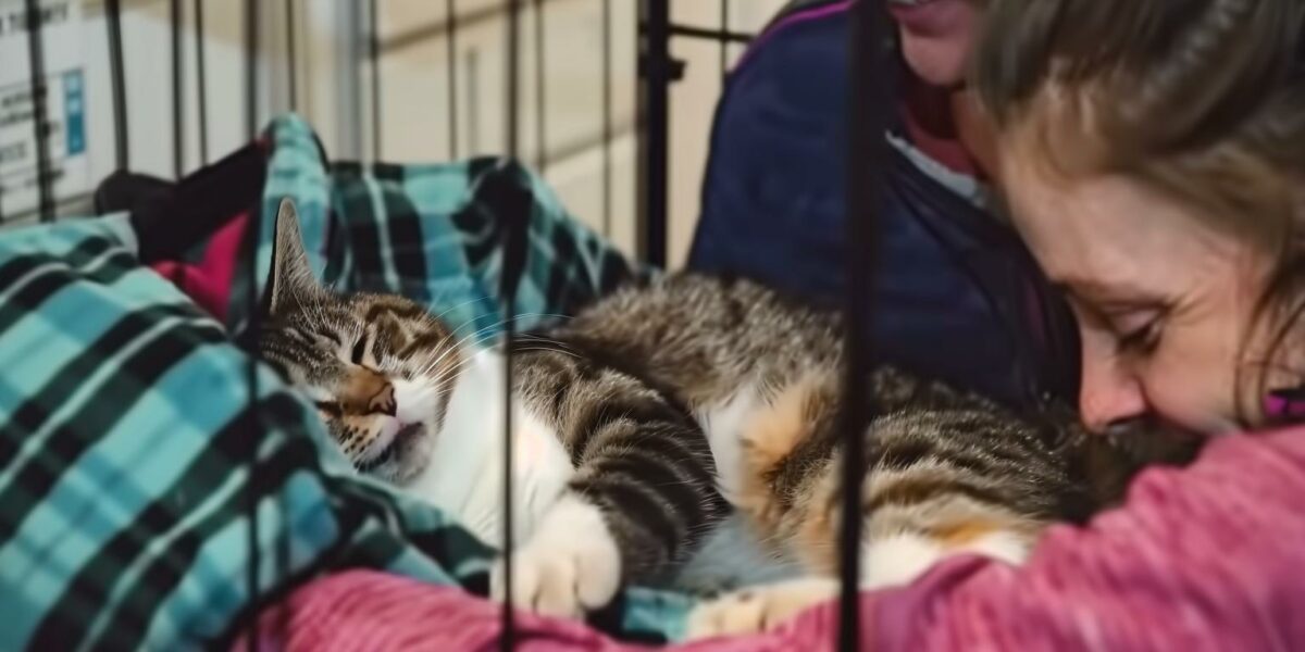 Cat's Incredible Journey in an Amazon Box Ends in Joyful Family Reunion