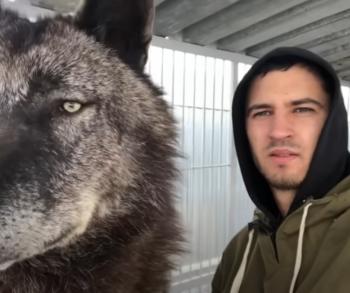 Daring Life with the World's Largest Wolf: A Tale of Unlikely Friendship-1