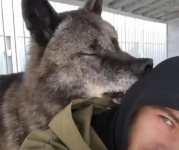 La vida atrevida con el lobo más grande del mundo: una historia de amistad improbable-2