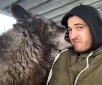 Una vida atrevida con el lobo más grande del mundo: una historia de amistad improbable-3