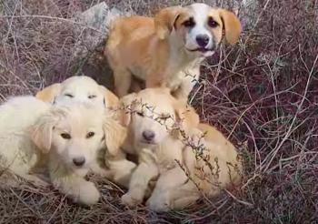 Rescate atrevido: pareja enfrenta desafíos para salvar al cachorro que huye-1