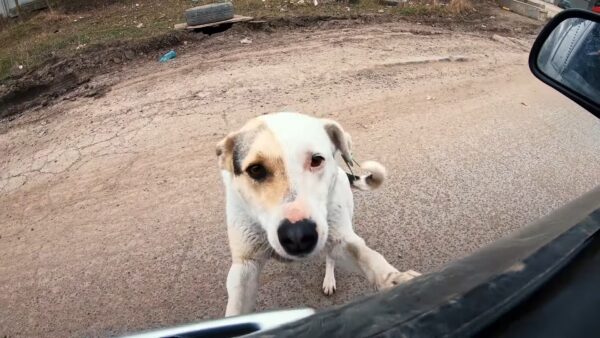 Desperate Dog Stops Traffic, Begging for a Lifeline-1