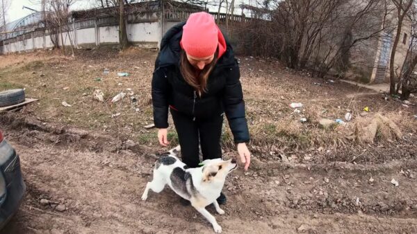 Perro desesperado detiene el tráfico y pide un salvavidas-2