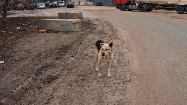 Perro desesperado detiene el tráfico y pide un salvavidas-3