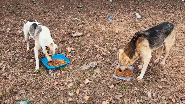 Perro desesperado detiene el tráfico y pide un salvavidas-4