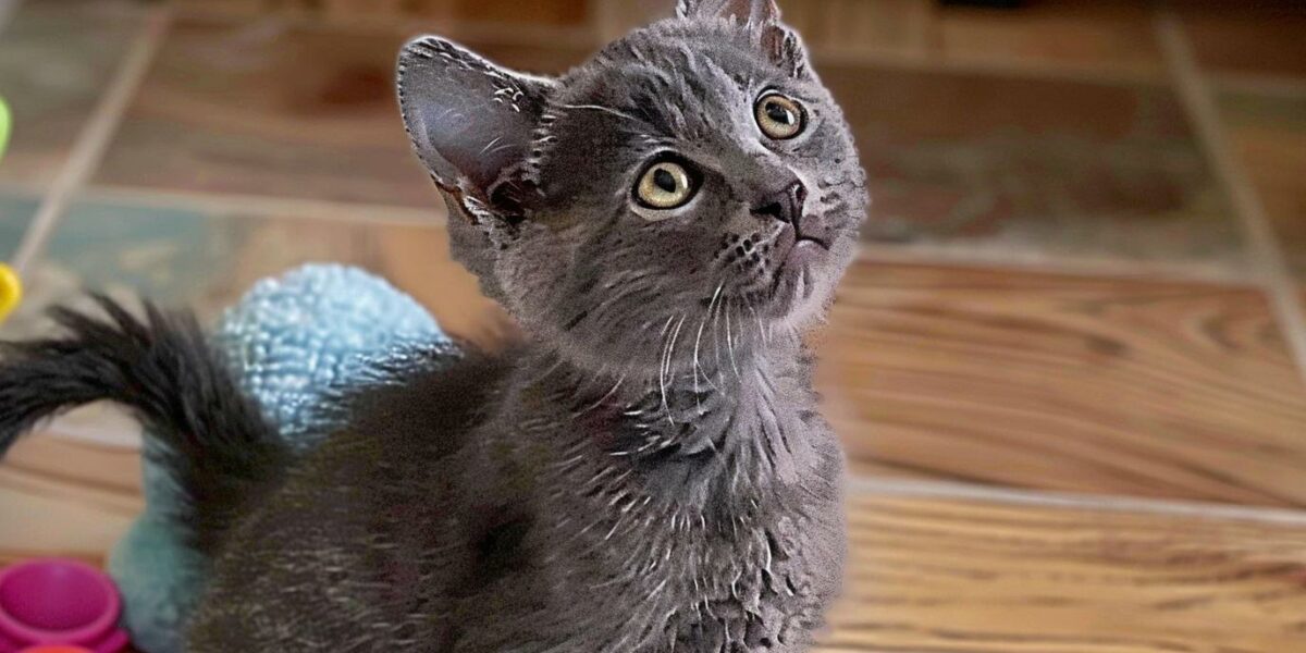 Discover How a Kitten's Unyielding Spirit Defied Her Challenges!