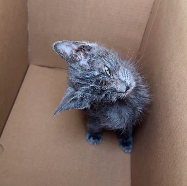 Discover How a Kitten's Unyielding Spirit Defied Her Challenges!-2