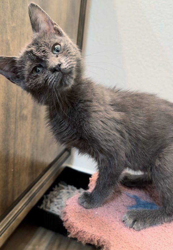 ¡Descubra cómo el espíritu inquebrantable de un gatito desafió sus desafíos!-3