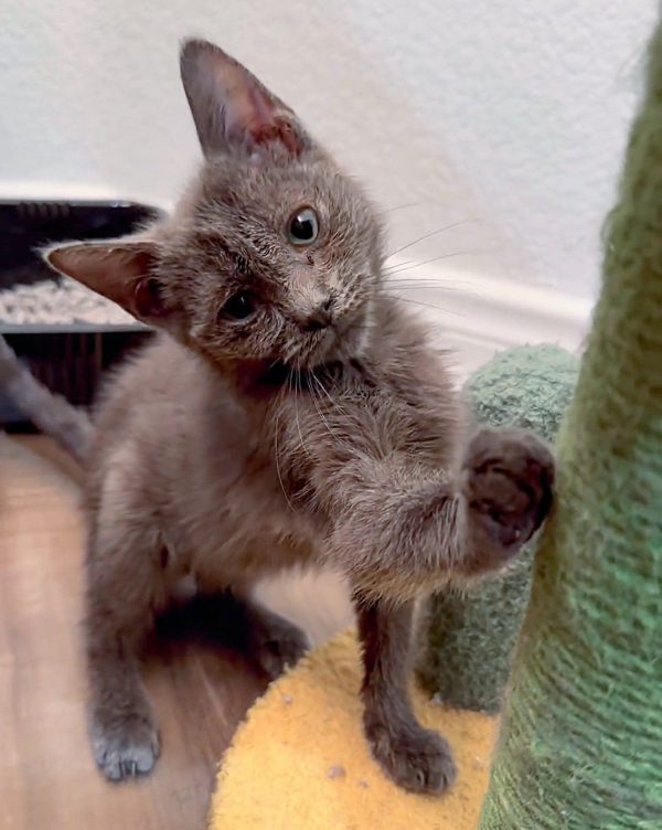 Discover How a Kitten's Unyielding Spirit Defied Her Challenges!-4