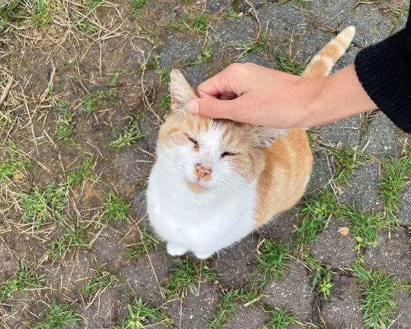 Descubra cómo la súplica de un gato callejero olvidado cambió su destino para siempre-1