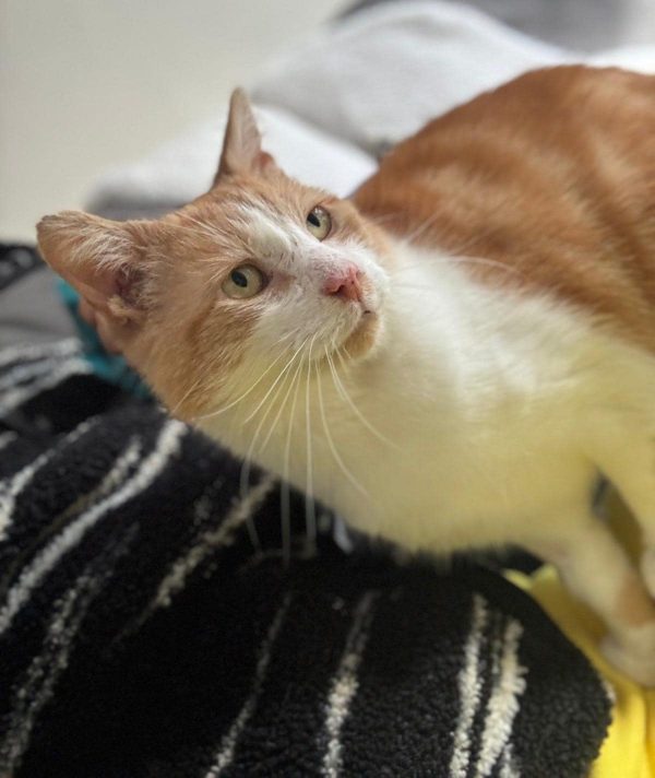 Discover How One Forgotten Stray Cat's Plea Changed His Fate Forever-10