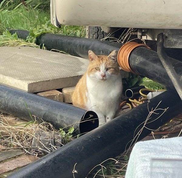 Descubra cómo la súplica de un gato callejero olvidado cambió su destino para siempre-2