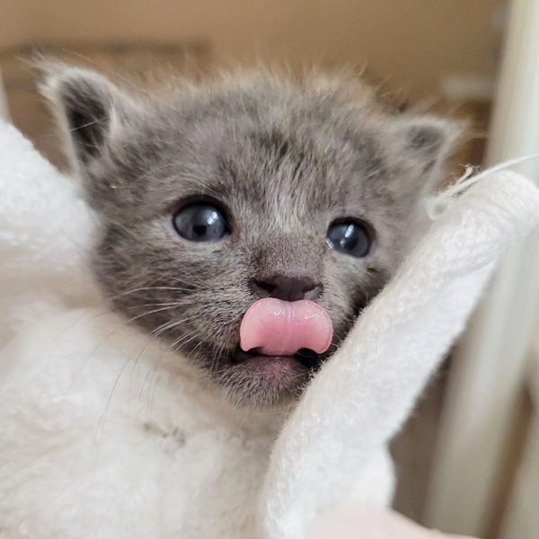 Descubra cómo los pequeños gatitos desafiaron las probabilidades y se convirtieron en pequeños guerreros imparables-5