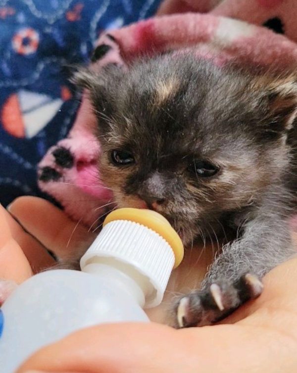 Descubra cómo los pequeños gatitos desafiaron las probabilidades y se convirtieron en pequeños guerreros imparables-6