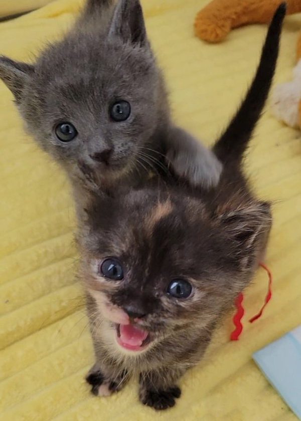 Descubra cómo los pequeños gatitos desafiaron las probabilidades y se convirtieron en pequeños guerreros imparables-7