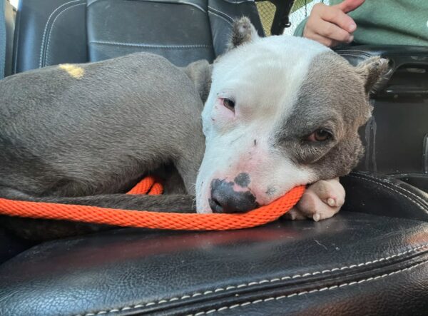 Descubra el valiente viaje de la lucha de un cachorro herido por una nueva vida-3