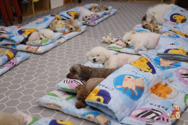 ¡Descubra la encantadora vista de los cachorros acurrucados en sacos de dormir en la guardería!-1