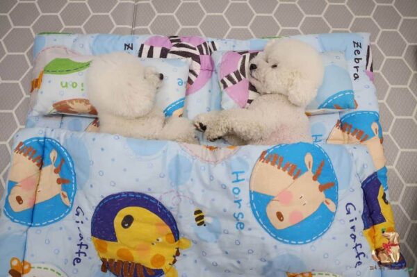 Discover the Delightful Sight of Puppies Snuggled in Sleeping Bags at Daycare!-10