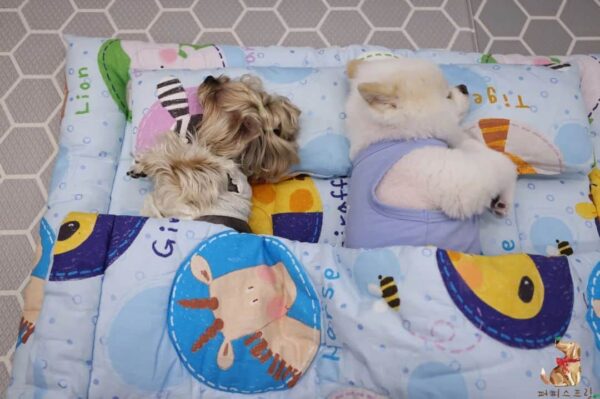 ¡Descubra la encantadora vista de los cachorros acurrucados en sacos de dormir en la guardería!-11