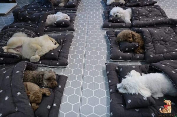 ¡Descubra la encantadora vista de los cachorros acurrucados en sacos de dormir en la guardería!-12